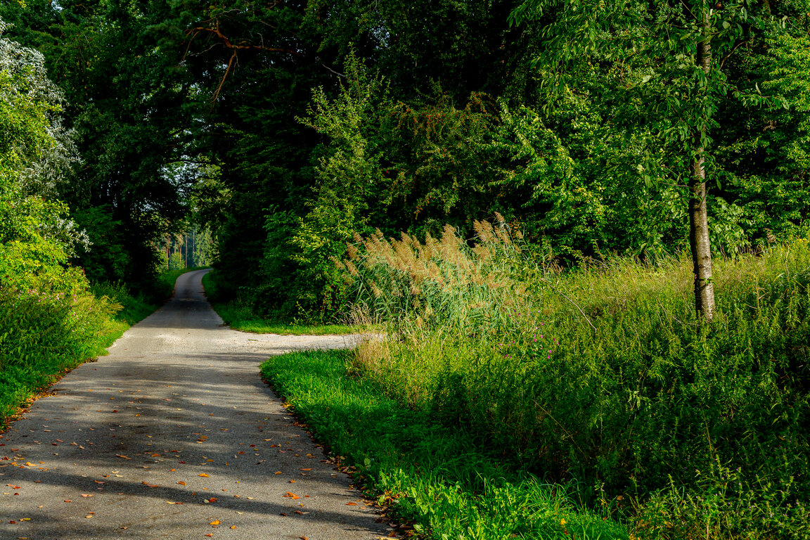 Image: _JA 40800 geteerter Feldweg, Natur pur, Schilf.jpg